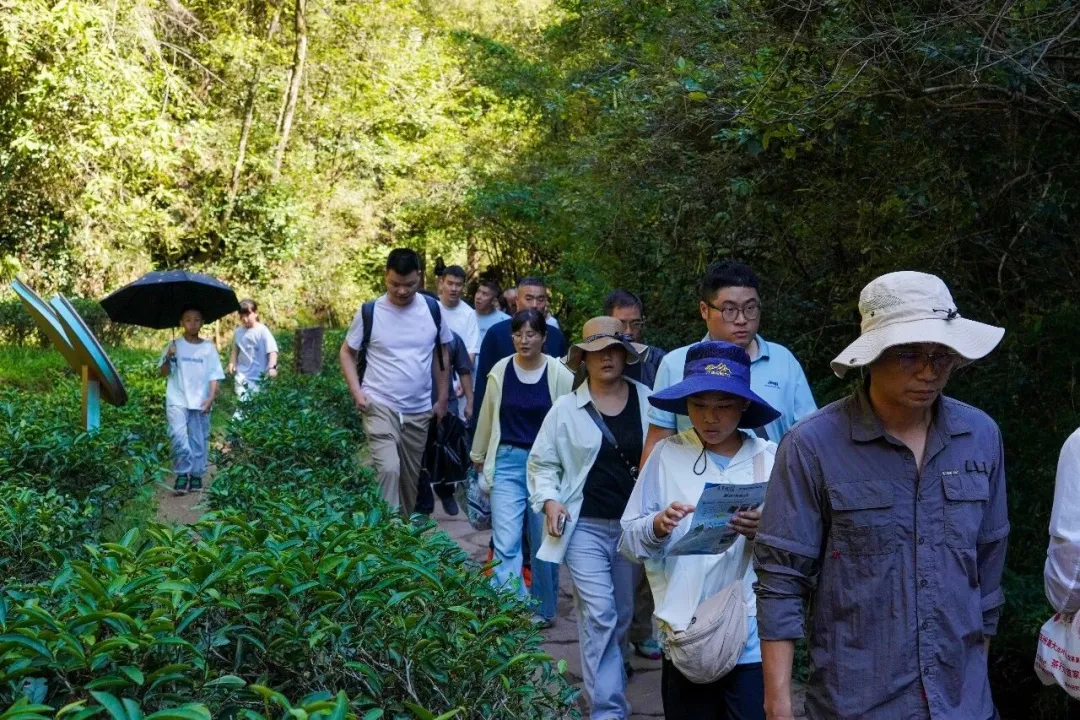 Tourists strolling through a Wuyishan tea garden